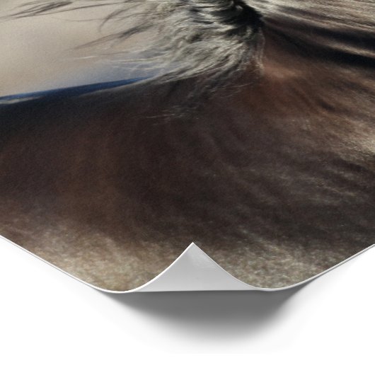 Poster Bob Langrish | Casque andalou de Mane Flow (Coin)