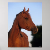 Poster Bob Langrish | Casque arabe châtaigner (Devant)