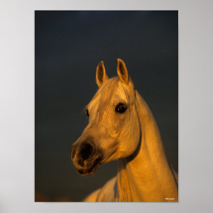 Poster Bob Langrish Casque arabe gris au coucher du sol