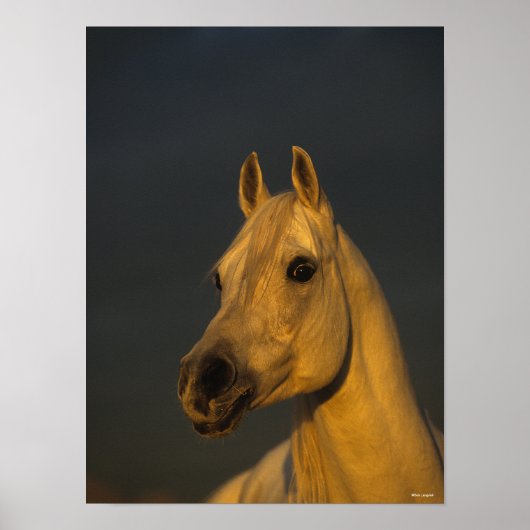 Poster Bob Langrish | Casque arabe gris au coucher du sol (Devant)