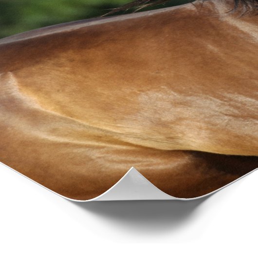 Poster Bob Langrish | Casque Cheval Dark Bay Quarter (Coin)