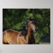 Poster Bob Langrish | Casque Cheval Dark Bay Quarter (Devant)
