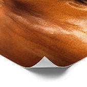 Poster Bob Langrish | Casque de Cheval Hanovre de châtaig (Coin)