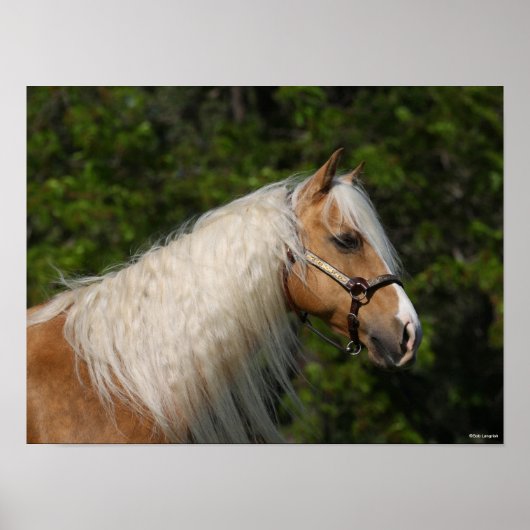 Poster Bob Langrish | Casque de Cheval Palomino Quarter (Devant)
