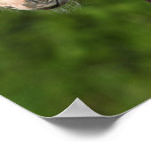 Poster Bob Langrish | Casque de Foie Chestnut Warmblood (Coin)