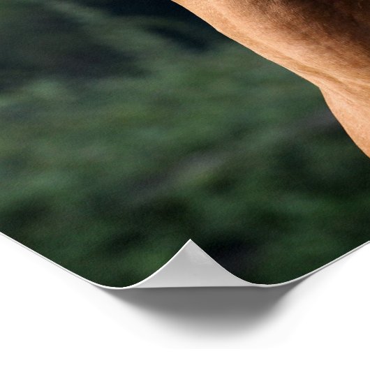 Poster Bob Langrish | Casque d'étoile arabe châtaigne (Coin)