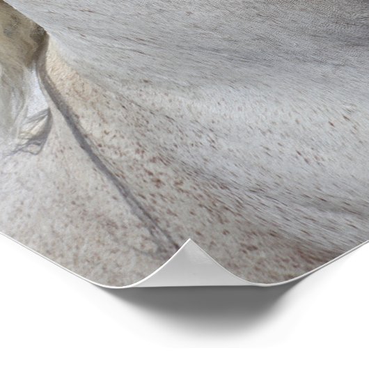 Poster Bob Langrish | Casque d'étoile arabe grise (Coin)