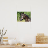 Poster Bob Langrish | Casque espagnol Mustang Mare (Cuisine)