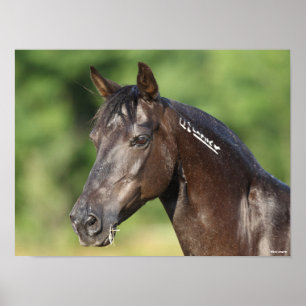 Poster Bob Langrish   Casque espagnol Mustang Mare