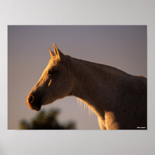 Poster Bob Langrish Casque rétroéclairé en arabe gris