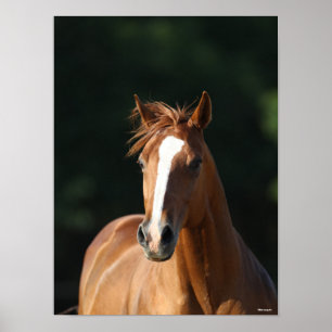 Poster Bob Langrish   Casquette Cheval Quartier Châtonni