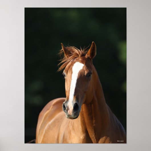 Poster Bob Langrish | Casquette Cheval Quartier Châtonnie (Devant)