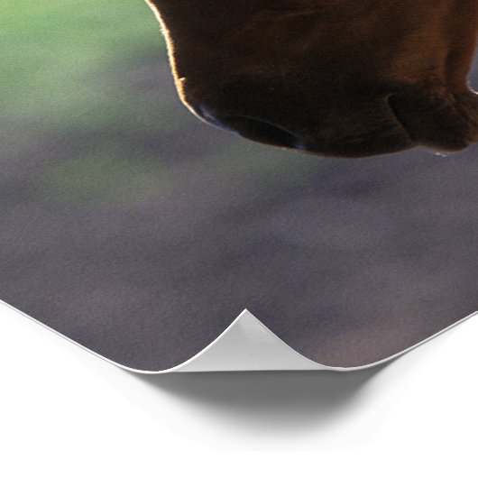 Poster Bob Langrish | Casquette rétroéclairée pour le pou (Coin)