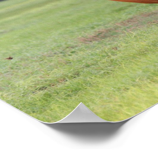 Poster Bob Langrish | Châtaignes Oldenburg Running (Coin)