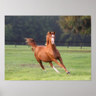 Poster Bob Langrish Châtaignes Oldenburg Running