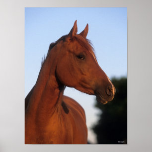Poster Bob Langrish Chestnut Arab Headshot