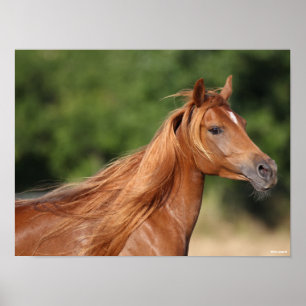 Poster Bob Langrish Chestnut Arab Headshot Mane Flowing