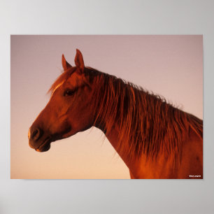 Poster Bob Langrish Chestnut Arab Horse Headshot Sunset