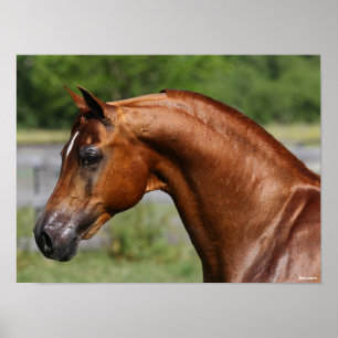 Poster Bob Langrish Chestnut Arab Stallion headshot