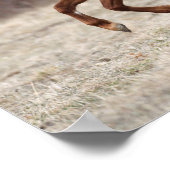 Poster Bob Langrish | Chestnut Hackney Pony Running (Coin)