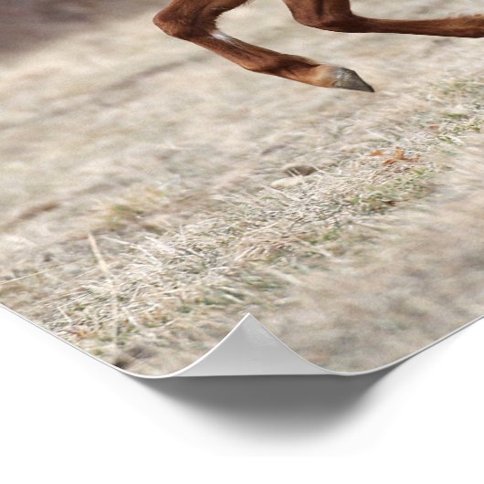 Poster Bob Langrish | Chestnut Hackney Pony Running (Coin)