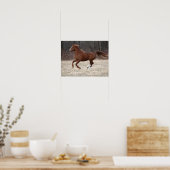 Poster Bob Langrish | Chestnut Hackney Pony Running (Cuisine)