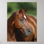 Poster Bob Langrish Chestnut Quarter Cheval Mare Headshot (Devant)