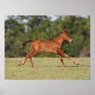 Poster Bob Langrish Chestnut Quarter Horse Foal Running
