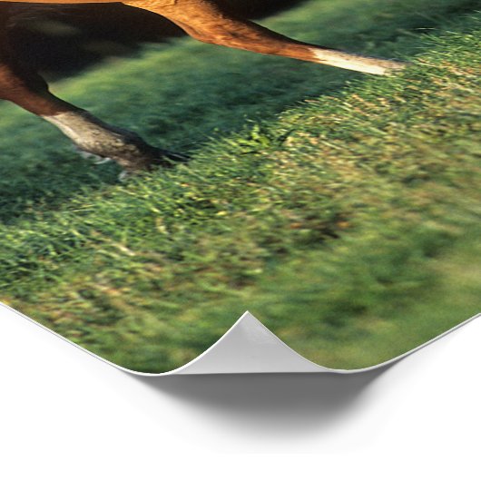 Poster Bob Langrish | Chestnut Warmblood Mare Running (Coin)