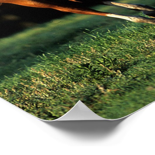 Poster Bob Langrish | Chestnut Warmblood Mare Running (Coin)