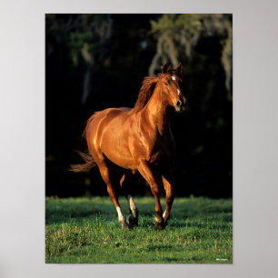 Poster Bob Langrish   Chestnut Warmblood Mare Running