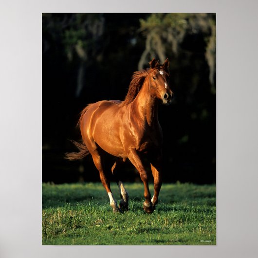Poster Bob Langrish | Chestnut Warmblood Mare Running (Devant)