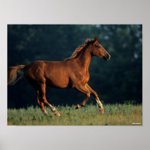 Poster Bob Langrish Chestnut Warmblood Running