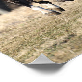 Poster Bob Langrish | Cheval Andalou Noir Courir (Coin)