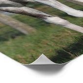 Poster Bob Langrish | Cheval Dapple Grey Quarter debout (Coin)