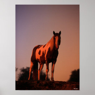 Poster Bob Langrish Cheval de peinture debout au couche