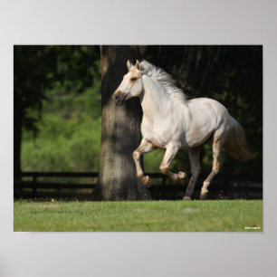 Poster Bob Langrish   Cheval Lusitano Courir