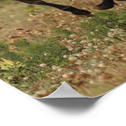 Poster Bob Langrish | Cheval Quart Courant En Fleurs (Coin)