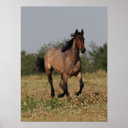 Poster Bob Langrish | Cheval Quart Courant En Fleurs (Devant)