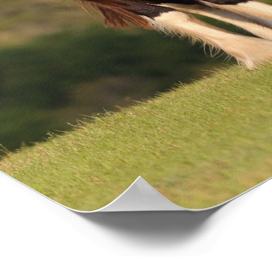 Poster Bob Langrish | Cheval Shire En Champ (Coin)