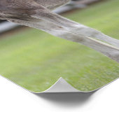 Poster Bob Langrish | Cheval Shire Mare et Foie debout (Coin)