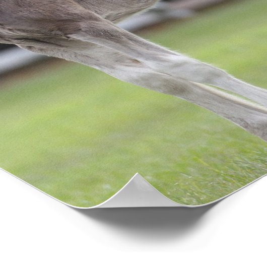 Poster Bob Langrish | Cheval Shire Mare et Foie debout (Coin)