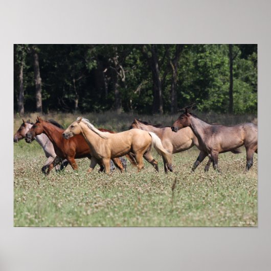 Poster Bob Langrish | Chevaux du quartier des troupeaux m (Devant)