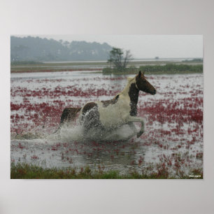 Poster Bob Langrish   Chincoteague Cheval Courir Dans L'E
