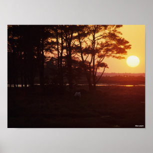 Poster Bob Langrish Coucher de soleil sur le pâturage d