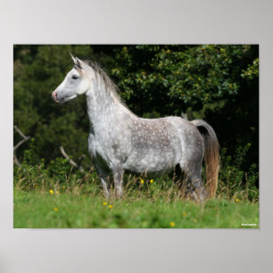 Poster Bob Langrish Dapple Grey Welsh Pony Standing
