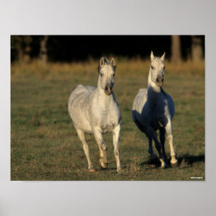 Poster Bob Langrish Deux Arabes gris qui courent ensemb