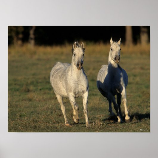 Poster Bob Langrish | Deux Arabes gris qui courent ensemb (Devant)