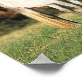 Poster Bob Langrish Deux Arabes se rassemblent sur le ter (Coin)