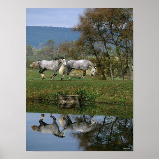 Poster Bob Langrish | Deux Bois Chauds Ensemble Par Lac (Devant)